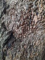 A close-up of a tree bark with a rough, weathered surface showing patterns of decay and natural textures. It highlights the intricate details of the wood's erosion and organic structure. photo