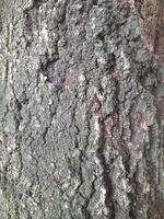 A close-up of a tree bark with a rough, weathered surface showing patterns of decay and natural textures. It highlights the intricate details of the wood's erosion and organic structure. photo