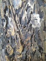 A close-up of a tree bark with a rough, weathered surface showing patterns of decay and natural textures. It highlights the intricate details of the wood's erosion and organic structure. photo