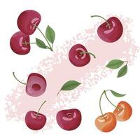 Detailed and Vibrant Cherry Illustrations with Leafy Elements and Artistic Design vector