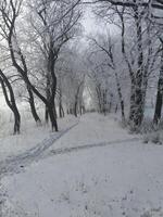 Experience the enchanting Winter Wonderland filled with snowcovered trees and serene pathways photo