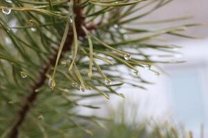 A CloseUp Image of Pine Needles Adorned with Beautiful Water Droplets, Capturing Nature photo