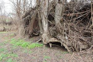 Eerie and Unusual Natural Formations of Twisted Trees Intertwined with Vines and Roots photo