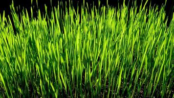 Green wheat sprouts. Dew drops on the grass. Macro 4K video