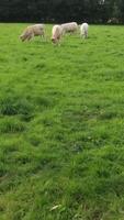 A serene scene of grazing sheep in a lush green field, creating an idyllic atmosphere photo