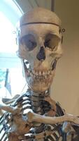 A Realistic Human Skeleton Model Designed Specifically for Educational Use and Purposes photo