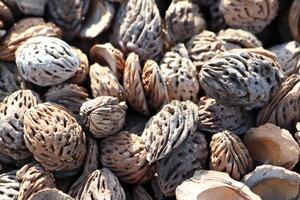 Dried Nuts and Shells Beautifully Arranged on a Rustic Surface with Natural Charm photo