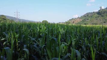 Drone flies over cornfield in green landscape. Beautiful view in rows of green corn fields. Background of agricultural landscape video