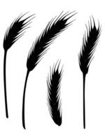 Silhouette of Ripe Wheat Spikelets in a Field at Sunset vector