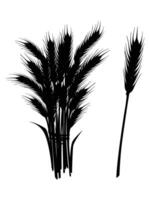 Silhouette of Ripe Wheat Spikelets in a Field at Sunset vector