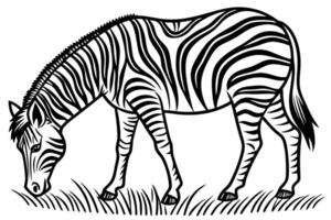Zebra grazing on grass vector