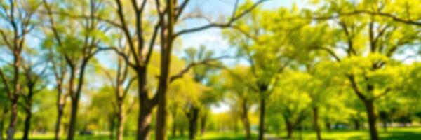 Vibrant green trees lining a sunny park path inviting visitors to enjoy nature in springtime photo