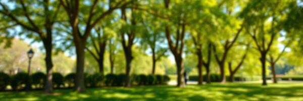 Lush green park with tall trees providing shade on a sunny afternoon in a quiet urban area photo