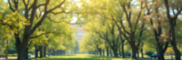 Lush green park walkway lined with trees during a sunny day in early summer photo