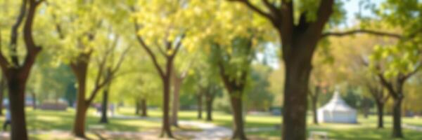 Sunny autumn day in a park with vibrant trees and a relaxing atmosphere photo