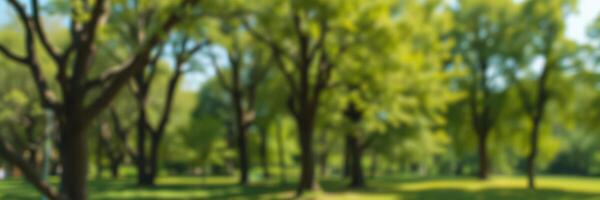 Lush green park filled with trees under the bright sun in the afternoon photo