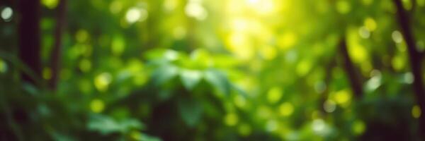 Serene forest sunlight filters through leafy branches creating a tranquil, green atmosphere photo