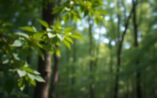 Lush green foliage in a tranquil forest setting during a sunny afternoon surrounded by tall trees photo