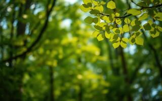 Sunlight filters through vibrant green leaves in a peaceful forest during springtime photo
