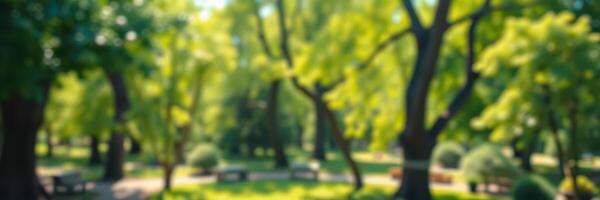 Lush green trees create a serene atmosphere in a tranquil park during late spring afternoon photo