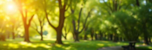 Sunlight filters through lush trees in a serene park setting during a sunny afternoon photo