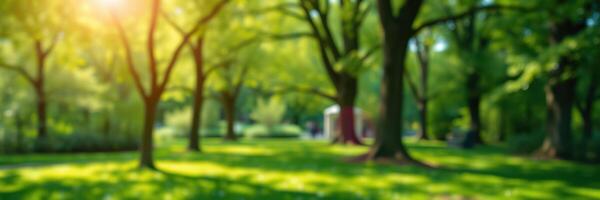 Serene afternoon in a vibrant park filled with lush greenery and soft sunlight filtering through tall trees photo