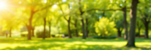Bright sunny day in a lush green park with vibrant trees and gentle sunlight shining through photo