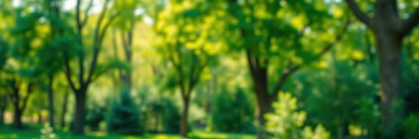 Lush green trees create a peaceful atmosphere in a sunlit park during the afternoon photo