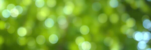 Natural bokeh effect created by sunlight filtering through lush green leaves in a serene outdoor setting photo