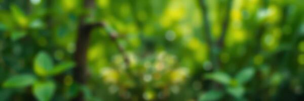 Lush green foliage in a vibrant forest setting during daylight photo