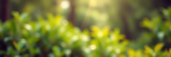 Sunlight filters through green leaves in a tranquil forest setting during late afternoon hours photo