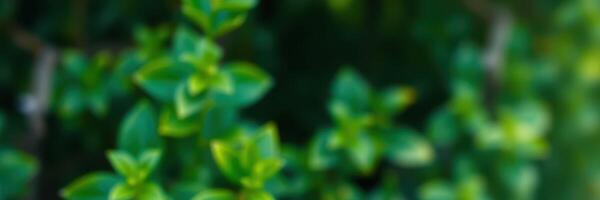 Lush green leaves glistening in sunlight surrounded by blurred foliage in a tranquil garden setting photo