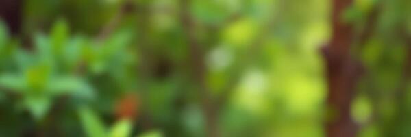 Green lush foliage in a serene garden during a sunny afternoon photo