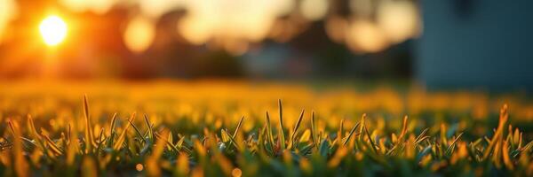 Grass glistens in the warm glow of a setting sun during late afternoon in a peaceful outdoor setting photo