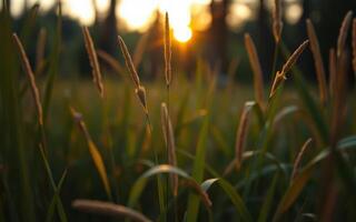 Golden sunlight filters through tall grass in a serene outdoor setting at dusk photo