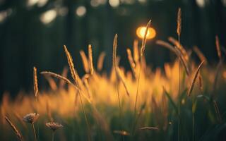Golden rays of sunlight illuminate tall grass in a serene field at sunset photo