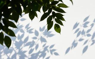 Shadows of green leaves creating intricate patterns on a white wall in natural daylight photo