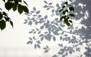 Gentle shadows of leaves dance on a soft white background in the afternoon light photo