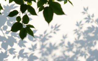 Shadows of leaves dancing on a white wall during sunny daylight in a tranquil outdoor space photo