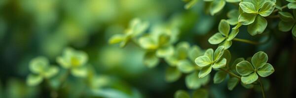 Lush green clover leaves spread across a vibrant garden during the sunny afternoon in springtime photo