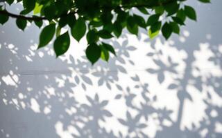 Shadows of green leaves create intricate patterns on a white wall during daylight photo