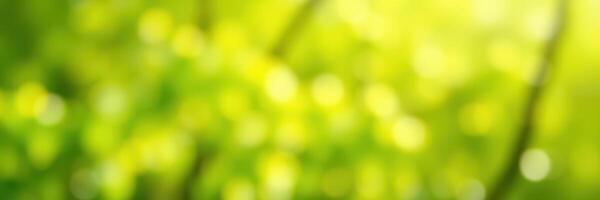 Vibrant green foliage with soft bokeh effect captured during a sunny afternoon in a lush garden setting photo