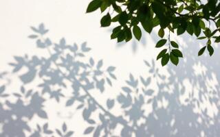 Shadows of leaves dance on a blank wall during sunlight hours in a serene outdoor setting photo