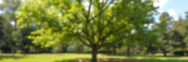 Lush green tree stands majestically in a serene park surrounded by vibrant grass and distant forest under a bright blue sky photo