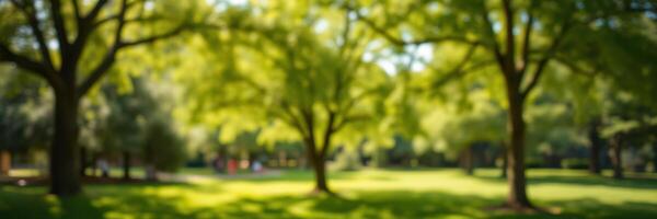 Lush green park filled with trees and vibrant foliage on a sunny day in summer photo