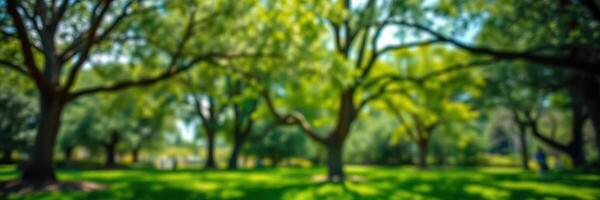 Lush green park with vibrant trees and sunny atmosphere on a warm afternoon photo