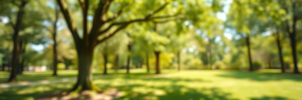 Lush green park scene with sunlight filtering through trees, creating a serene atmosphere during a sunny afternoon photo