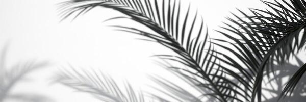 Shadows of palm leaves create an intricate pattern against a bright background in a serene setting photo