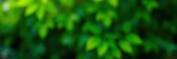 Vibrant green foliage with soft sunlight filtering through leaves during a summer day in a serene natural setting photo
