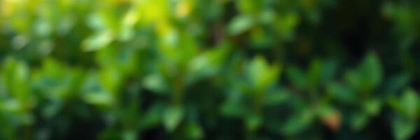 Close-up view of vibrant green foliage in a lush garden during sunny afternoon hours showcasing nature's beauty photo